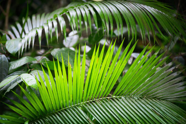 istock Green fresh leaves of coconut palm tree 1013629336