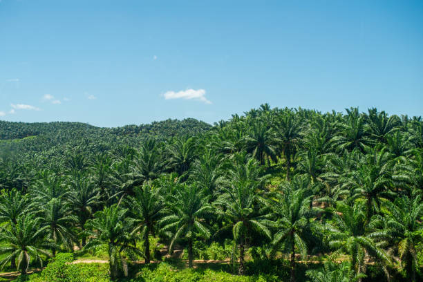Arial view of  green the palm oil plantation stock photo