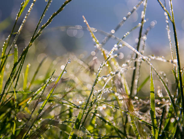istock Grass in dew early in the morning 1013629500