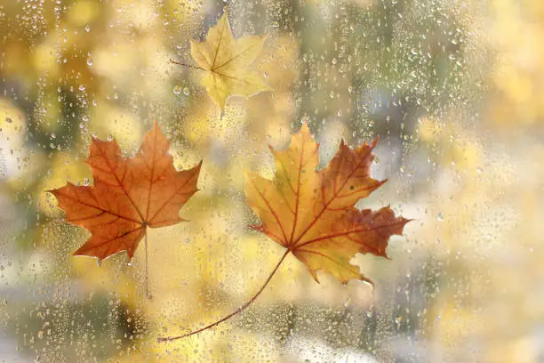 Maple leaves stuck to the window of the wet rain drops