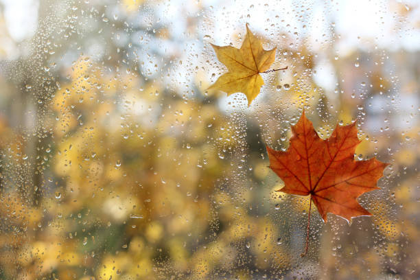 weather characteristic autumn raindrops and fallen maple leaves on the window maple leaf photos stock pictures, royalty-free photos & images