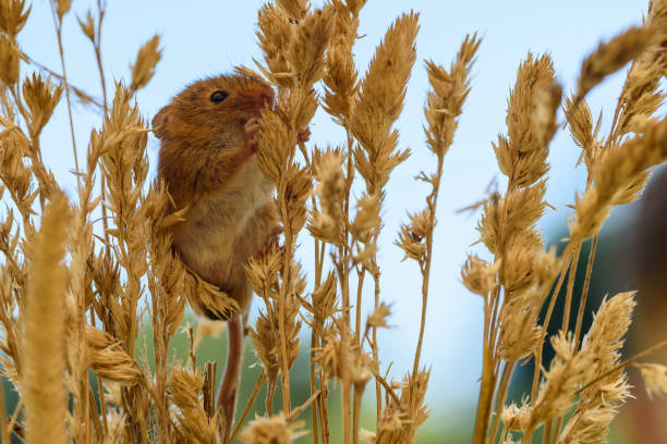 colheita de cereais comendo rato - mouse rodent animal field mouse - fotografias e filmes do acervo