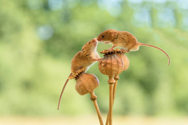 Two Harvest Mice sitting on poppy heads kissing Two Harvest Mice sitting on top of poppy heads kissing with blurred green background and copy space wild mouse stock pictures, royalty-free photos & images