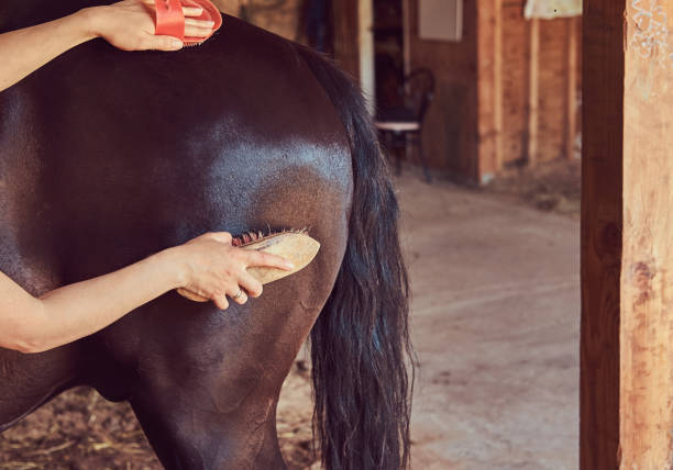 istock Cute brown horse in the countryside. 1013633106