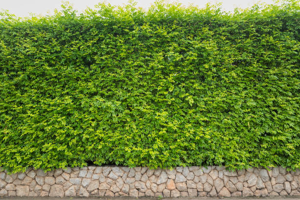 Nature green leaf background or backdrop, Natural green ivy hedge with limestone