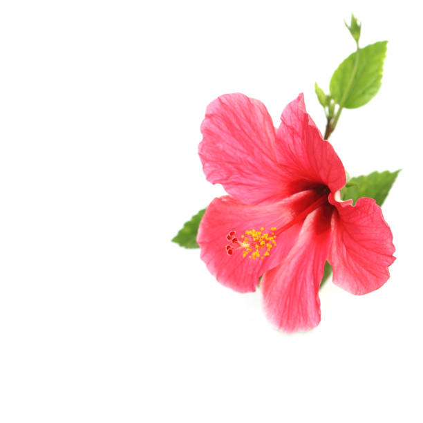 istock Flower hibiscus isolated on white background 1013640400