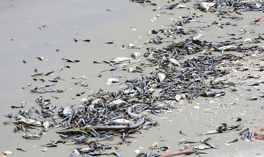 Thousands of baby catfish, greenbacks and whiting fish washed up on shore due to toxic algae also known as red tide on Fort Myers Beach, Florida, United States of America.