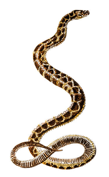 хоплоцефалия — род змей в семейство элапида (кобра) - cobra engraving antique retro revival stock illustrations