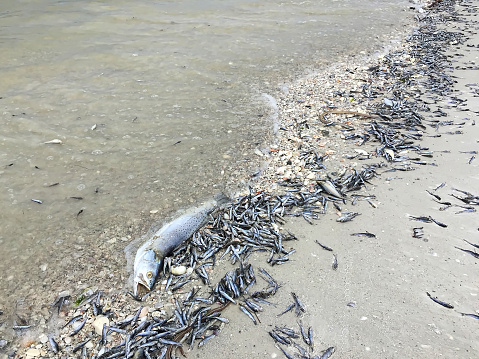 Toxic algae also known as red tide causes fish of all sizes to wash up dead next to seashells on Fort Myers Beach and other west coast cities in Florida, USA.