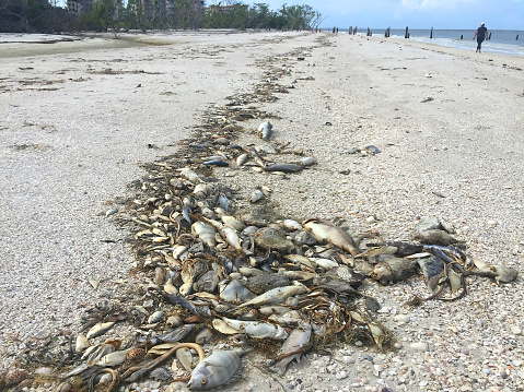 Beachgoers walking on the beach with thousands of fish, snakes, crabs washed ashore due to red tide on the beaches of the West Coast of Florida, USA.