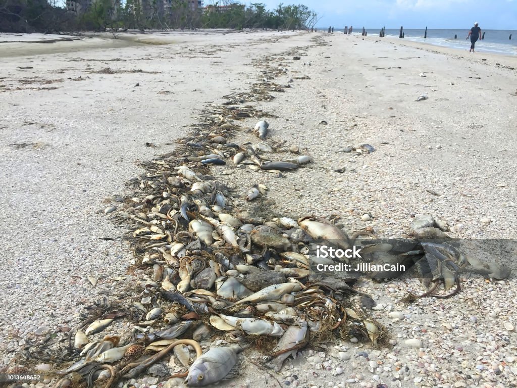 Fish dying and washing up on the West Coast of Florida, USA. Beachgoers walking on the beach with thousands of fish, snakes, crabs washed ashore due to red tide on the beaches of the West Coast of Florida, USA. Fish Stock Photo
