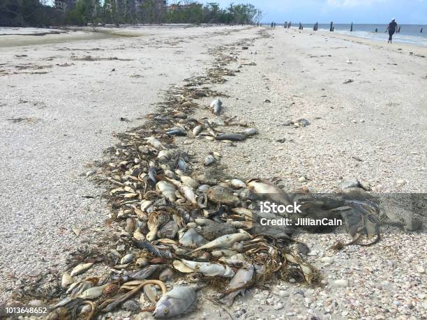 Fish Dying And Washing Up On The West Coast Of Florida Usa Stock Photo - Download Image Now