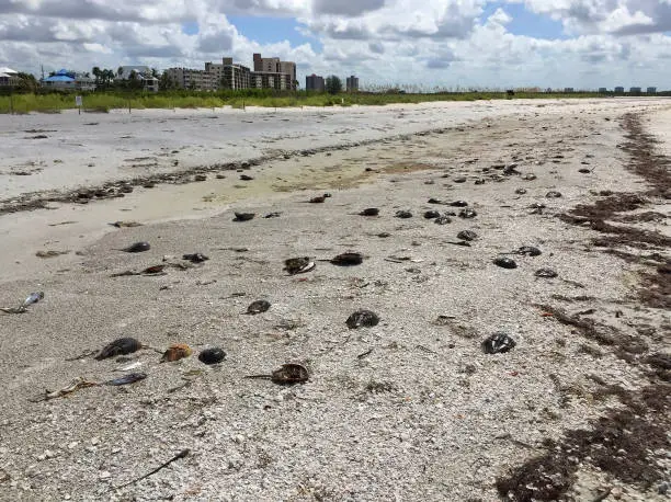 Thousands of horseshoe crabs and fish washed ashore due to red tide on Fort Myers Beach, Florida, USA.