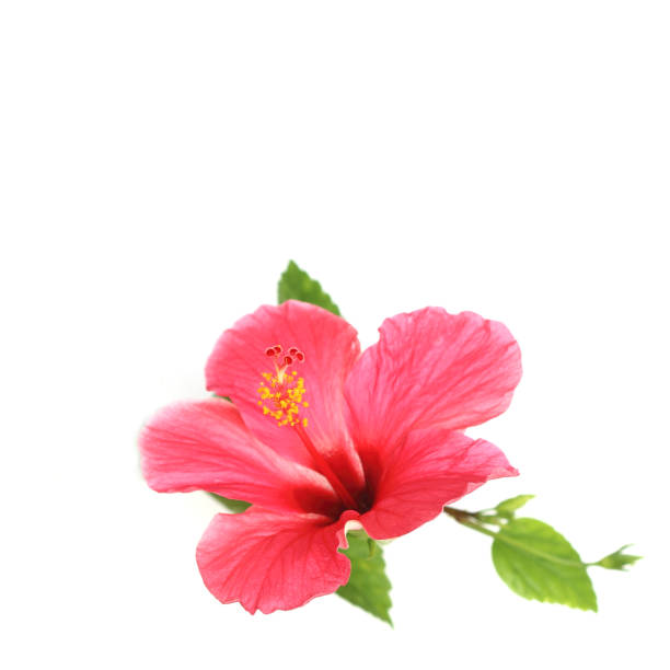 istock Flower hibiscus isolated on white background 1013649130
