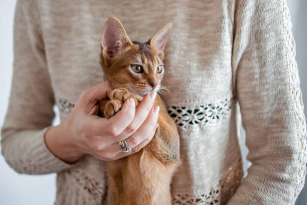 istock Take a kitten. Abyssinian kitten. Close-up portrait 1013651612