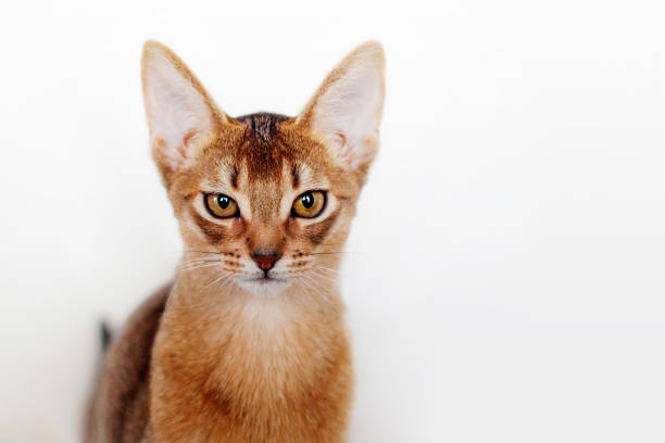 istock Abyssinian kitten. Close-up portrait 1013651654
