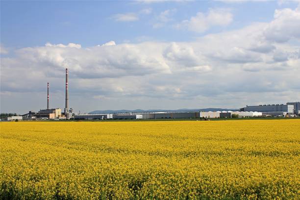 istock Rapeseed yellow field in spring time, heating plant with two chimneys in background 1013651694