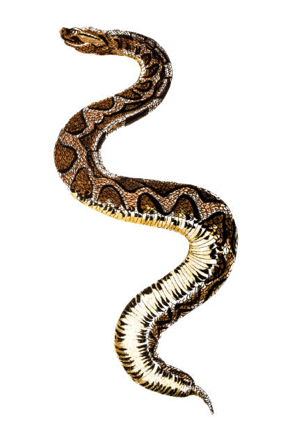 Bitis arietans - large African viper that inflates its body when alarmed Illustration of a Bitis arietans - large African viper that inflates its body when alarmedBitis arietans - large African viper that inflates its body when alarmed puff adder bitis arietans stock illustrations