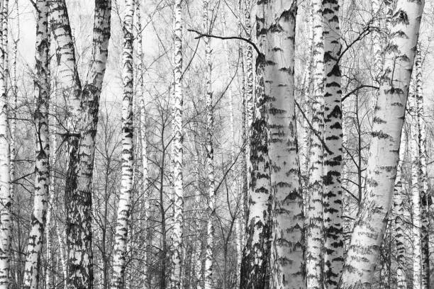 istock black-and-white photo with white birches with birch bark 1013652398