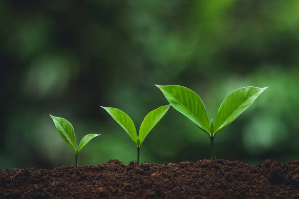 istock Young tree Tree Planting Tree care Watering a tree in nature,Growing trees Three 1013652710