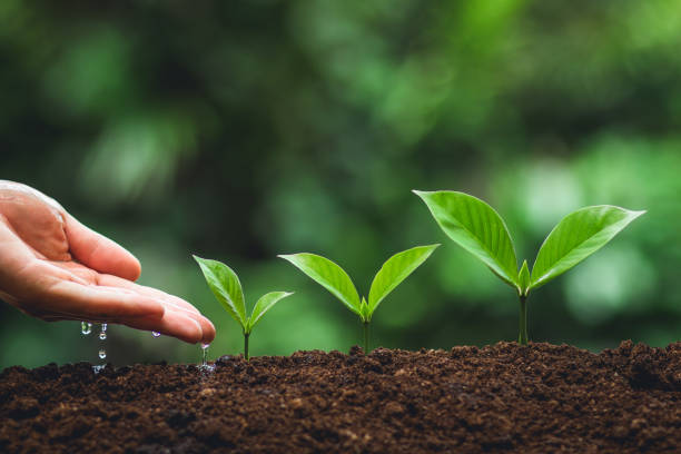 istock Young tree Tree Planting Tree care Watering a tree in nature,Growing trees Three 1013652748