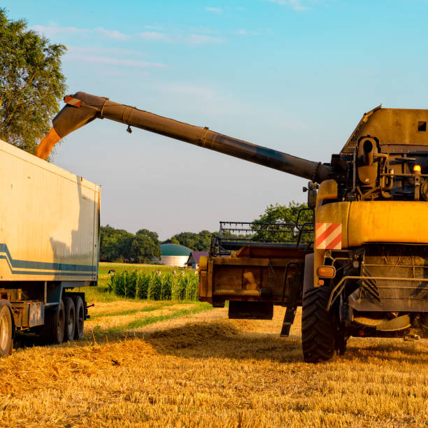 istock big combine harvester threshing in the sunset. 1013655684