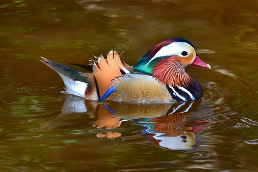 A male Mandarin duck, native to Eastern Asia, swims in a pond in Florida.