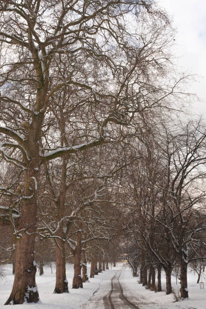 istock Avenue with snowy trees during a winter afternoon 1013666128