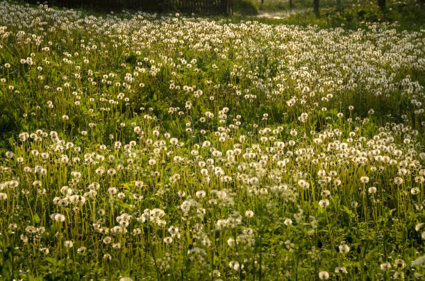 istock Cute lawn full of blow balls in backlight 1013668668