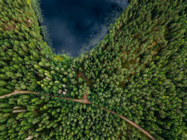 финский пейзаж в национальном парке нууксио. вид с воздуха на озеро - coastline aerial view forest pond стоковые фото и изображения