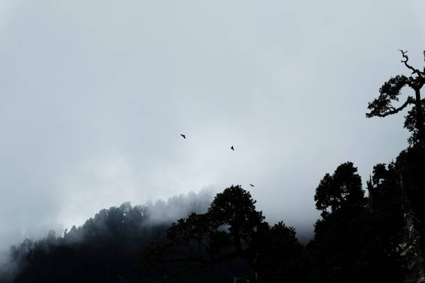 istock The story of the mystical forest 1013671834