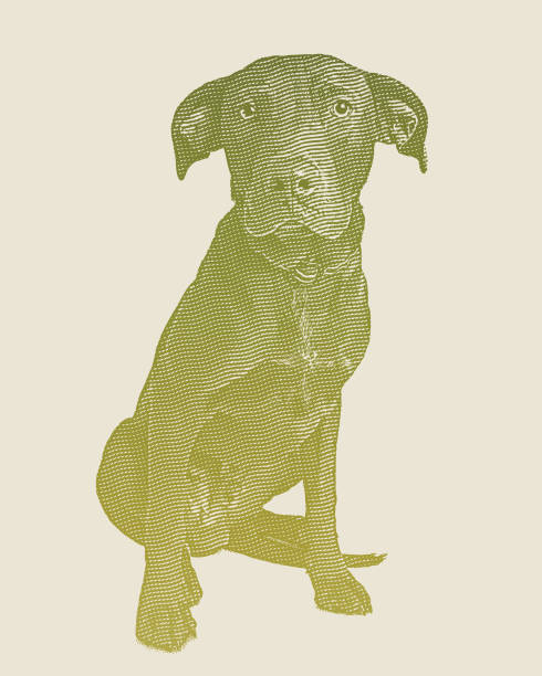 Engraving illustration of a Labrador Retriever dog in animal shelter hoping to be adopted