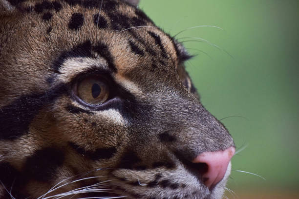 istock Close up profile portrait of clouded leopard 1013672278