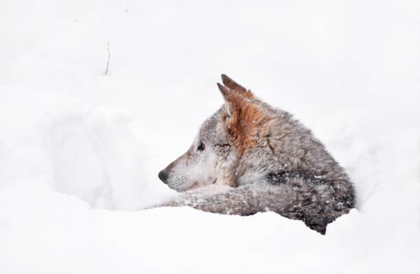 loup gris au repos dans l’antre de den hiver neige profonde - louveteau gris photos et images de collection