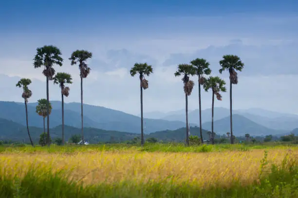 Long sugar palm tree standing in front of green grass behind mountain background located south of thailand