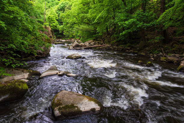 istock Landscape with river Bode in the Harz area, Germany 1013675718