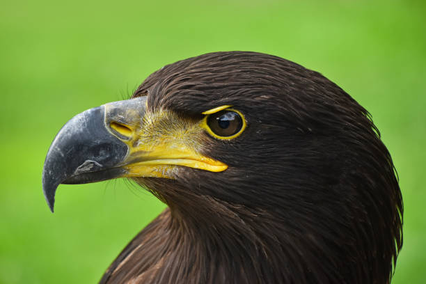 istock Close up profile portrait of Golden eagle on green 1013680184