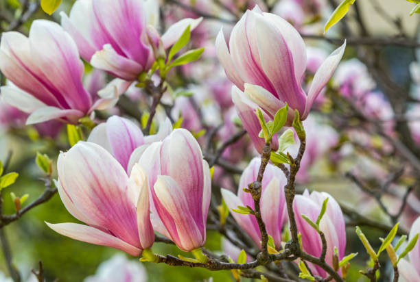 magnolia rose fleurs dans le jardin - sunlight flower magnolia flower head photos et images de collection