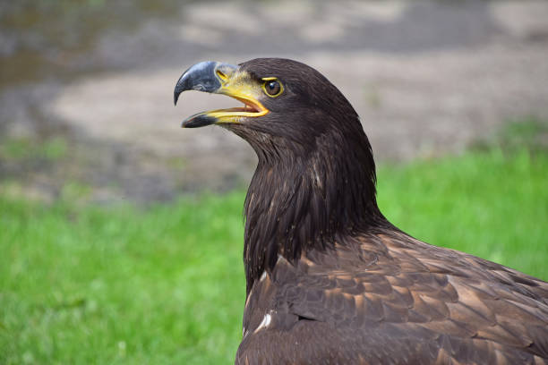 istock Close up profile portrait of Golden eagle 1013680358