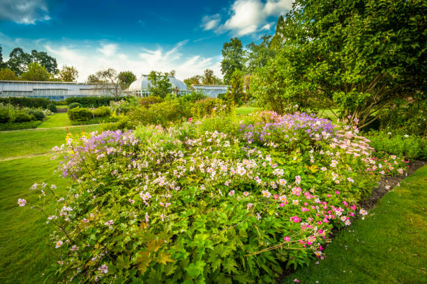 istock Garden in the summer 1013681244