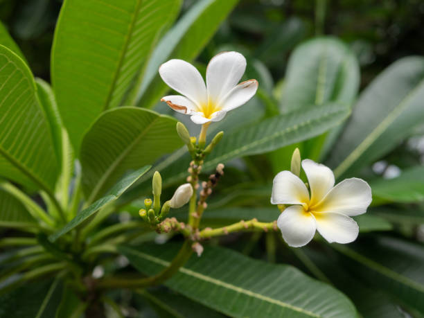 istock bouquet white plumeria 1013683982
