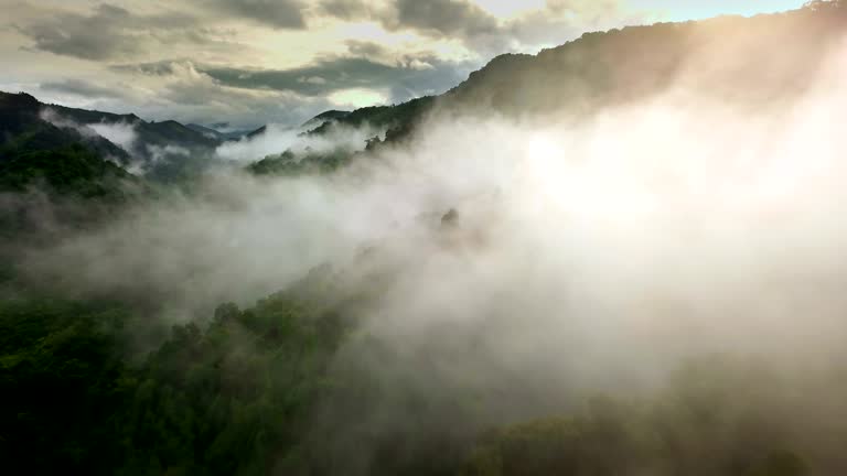 Aerial view of the Lush Green Rain Forest Mountain