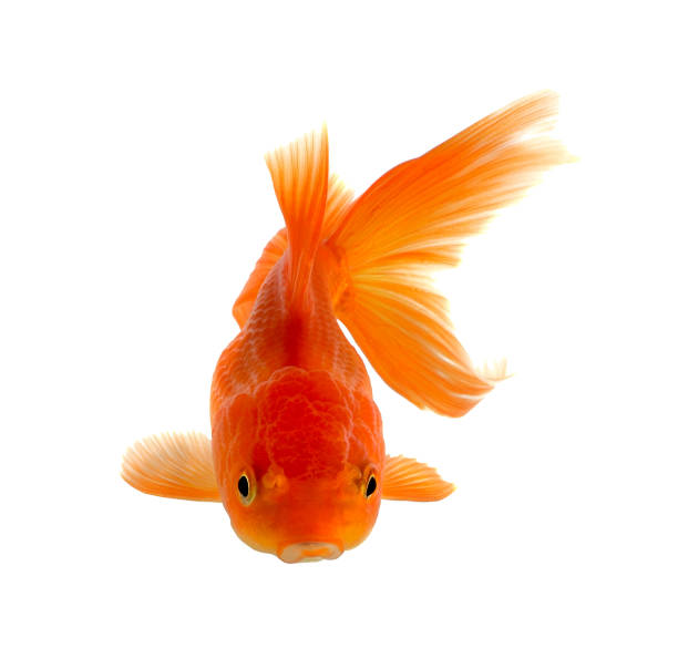 złota rybka wyizolowana na białym tle. - animal fish tank aquatic beauty in nature zdjęcia i obrazy z banku zdjęć