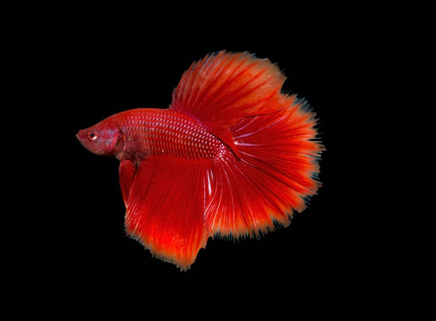 istock siamese fighting fish, betta fish  isolated on black 1013684846