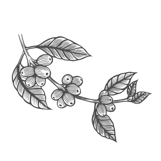 ilustraciones, imágenes clip art, dibujos animados e iconos de stock de ilustración de árbol de café - coffee plant