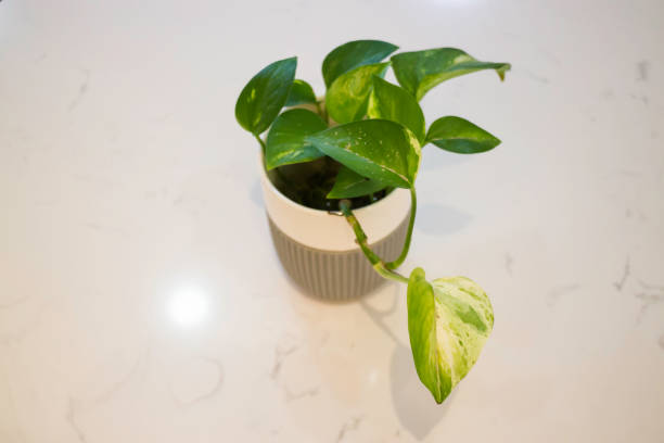 istock Green plant pot on the table 1013694978