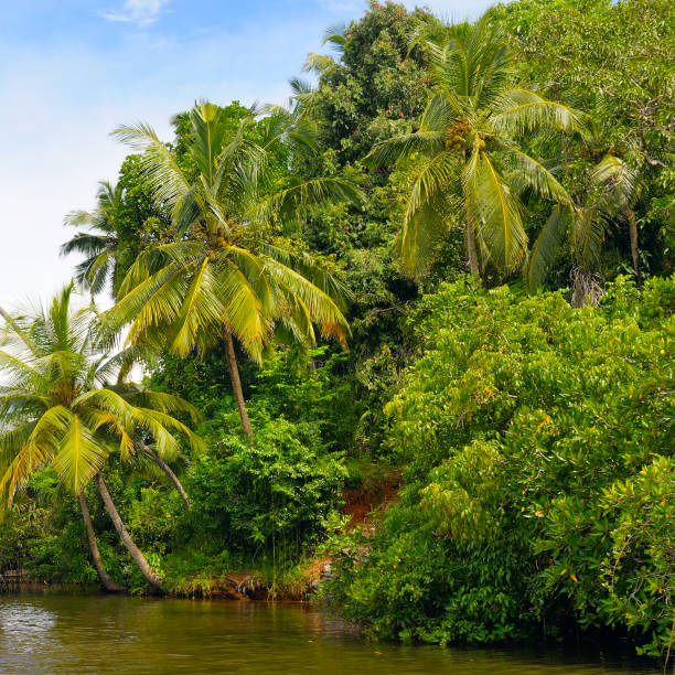 istock Tropical palm forest on the river bank. Sri Lanka. 1013702368