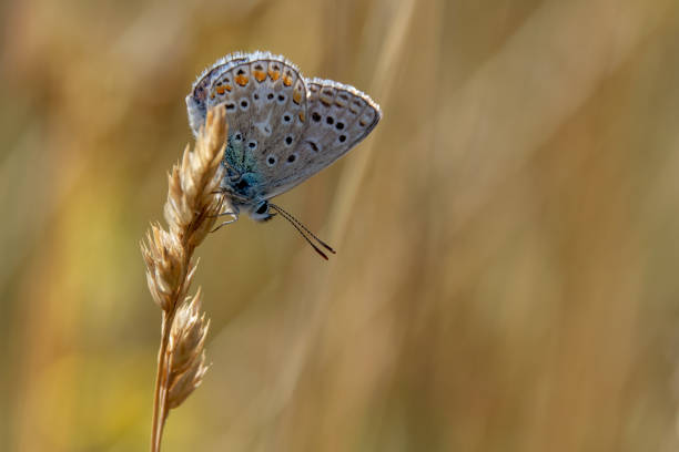 istock Common Blue butterfly (polyommatus icarus) resting on a grass stem late evening in summer 1013707748