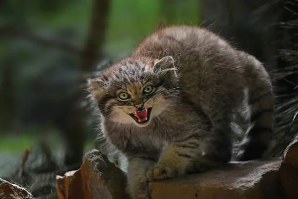 Close up portrait of one cute Manul kitten (The Pallas's cat or Otocolobus manul) looking at camera alerted, hissing and roaring with mouth open, low angle view