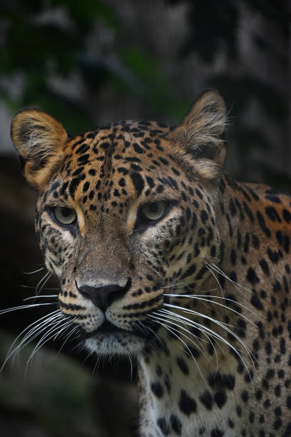 istock Close up portrait of Persian leopard 1013707820
